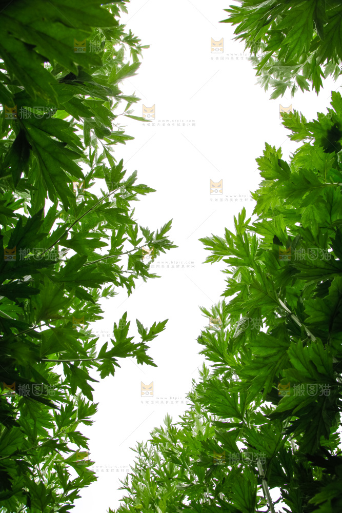 地里的新鲜艾草