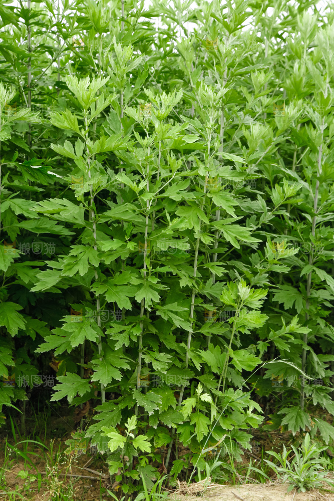 地里的新鲜艾草