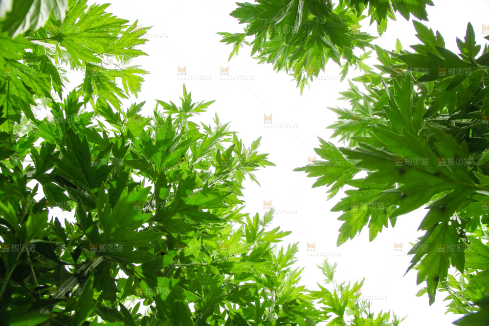 地里的新鲜艾草