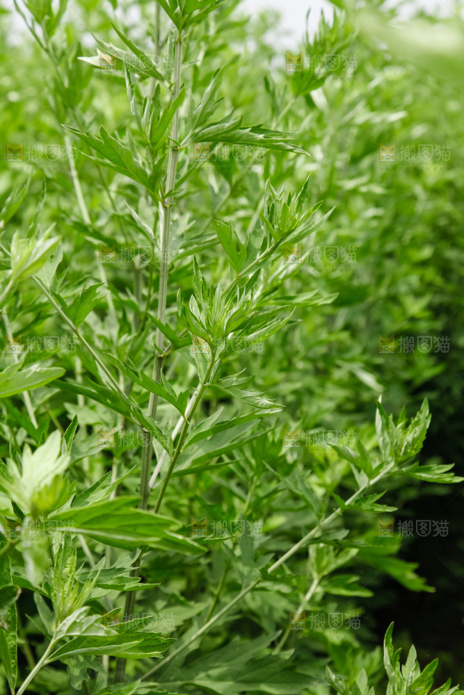 地里的新鲜艾草