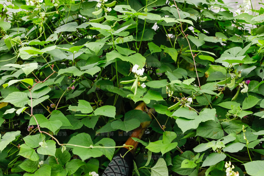大片新鲜扁豆