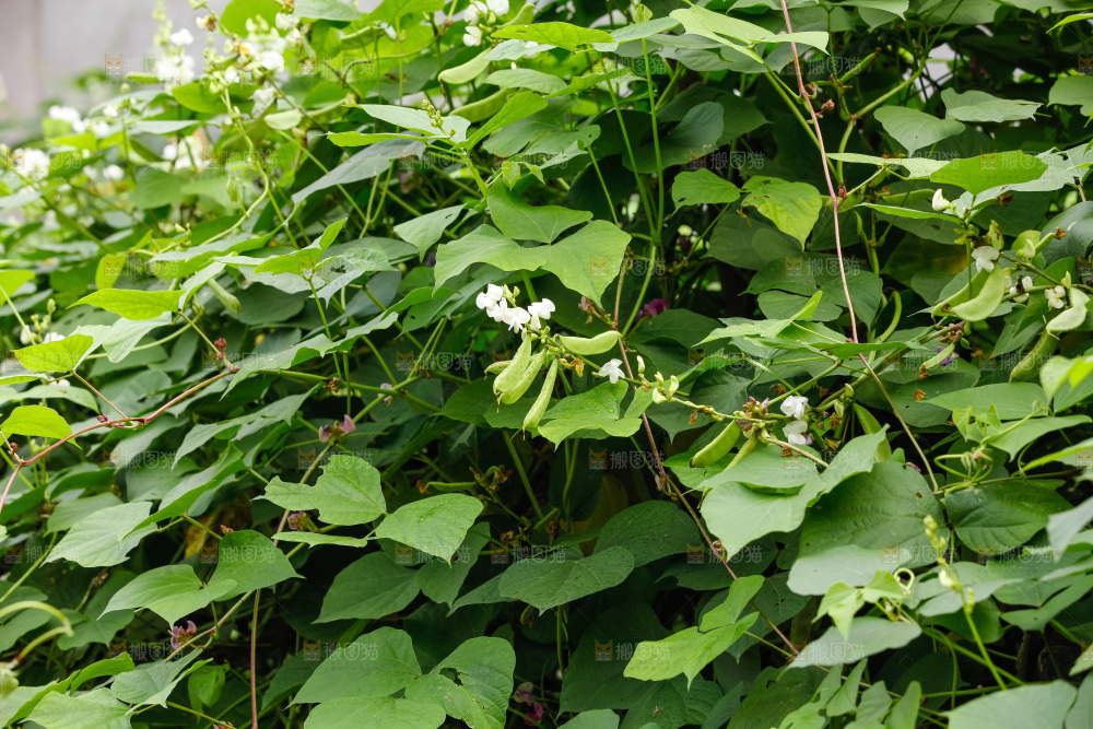 大片新鲜扁豆