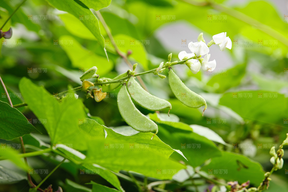 大片新鲜扁豆