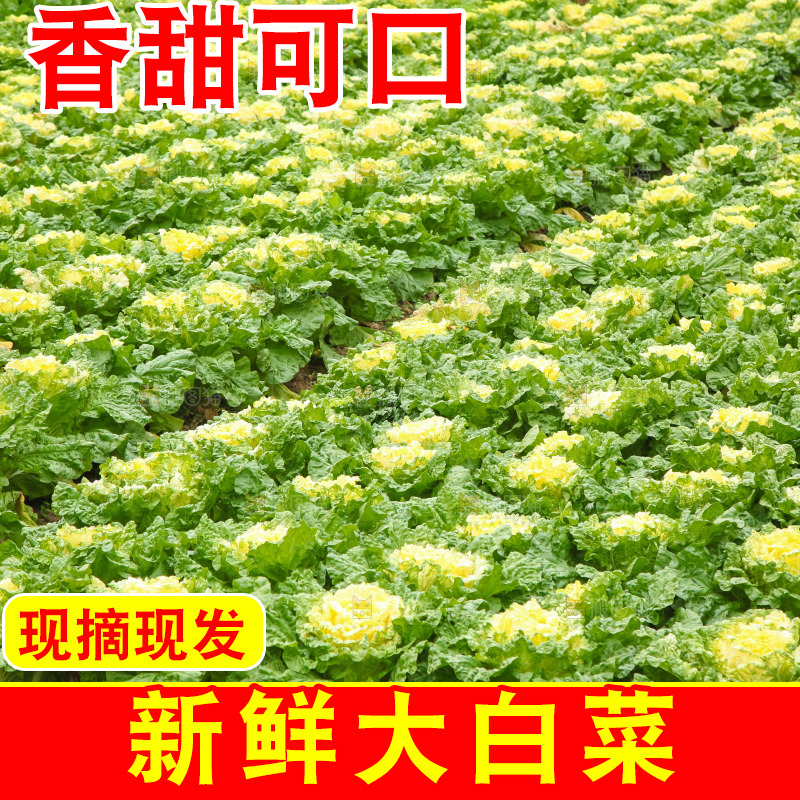 地里的大片白菜