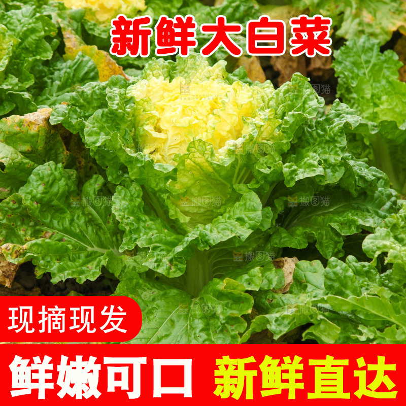 地里的大片白菜