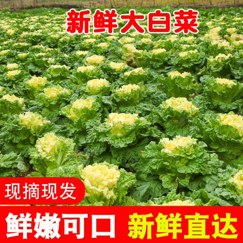 地里的大片白菜