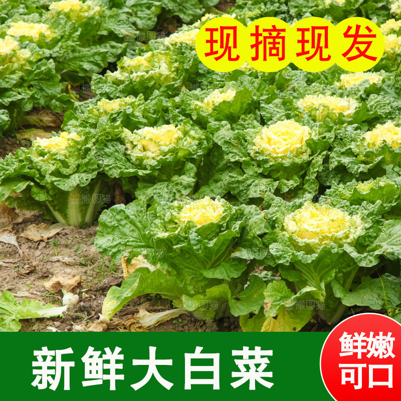 地里的大片白菜