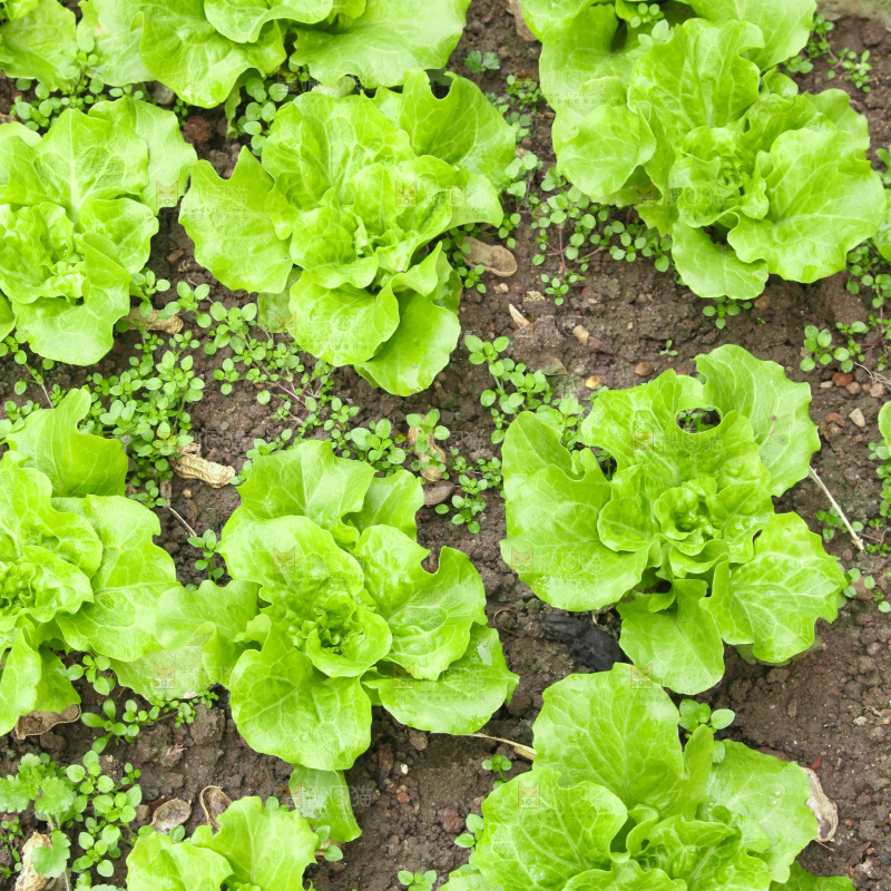 地里的新鲜生菜