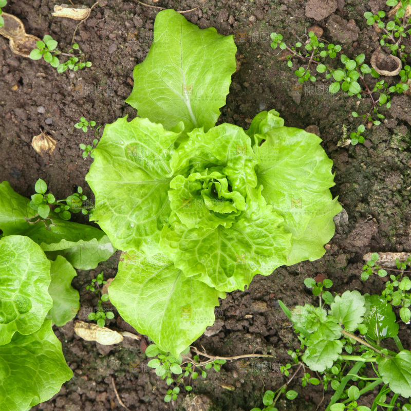 地里的新鲜生菜
