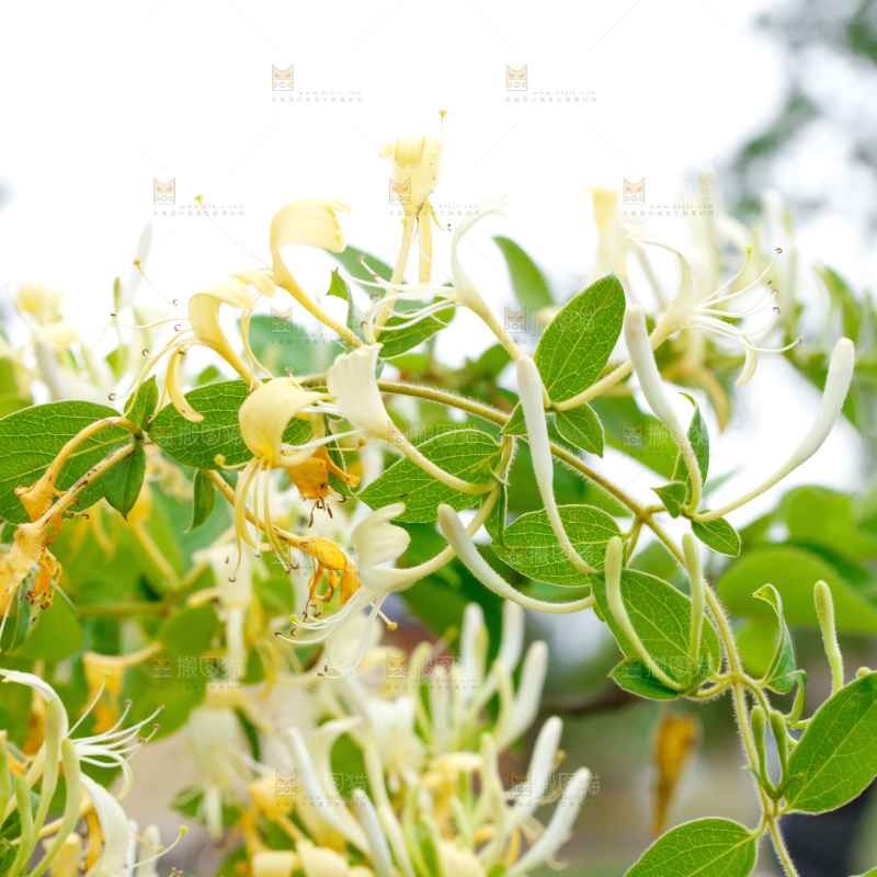 枝上的金银花