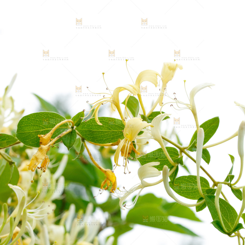 枝上的金银花