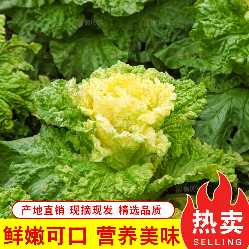 地里的大片白菜