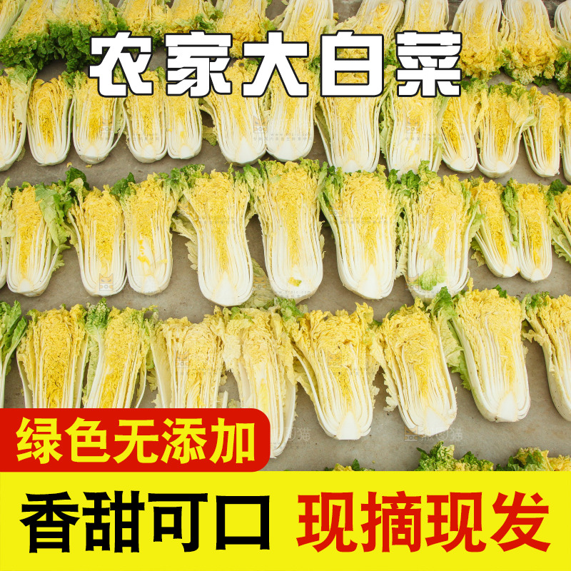 地上晾晒的大白菜