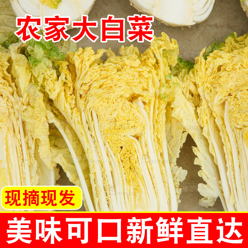 地上晾晒的大白菜