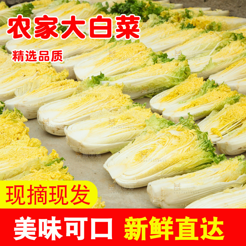 地上晾晒的大白菜