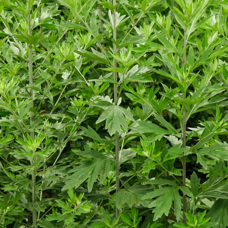 地里的新鲜艾草
