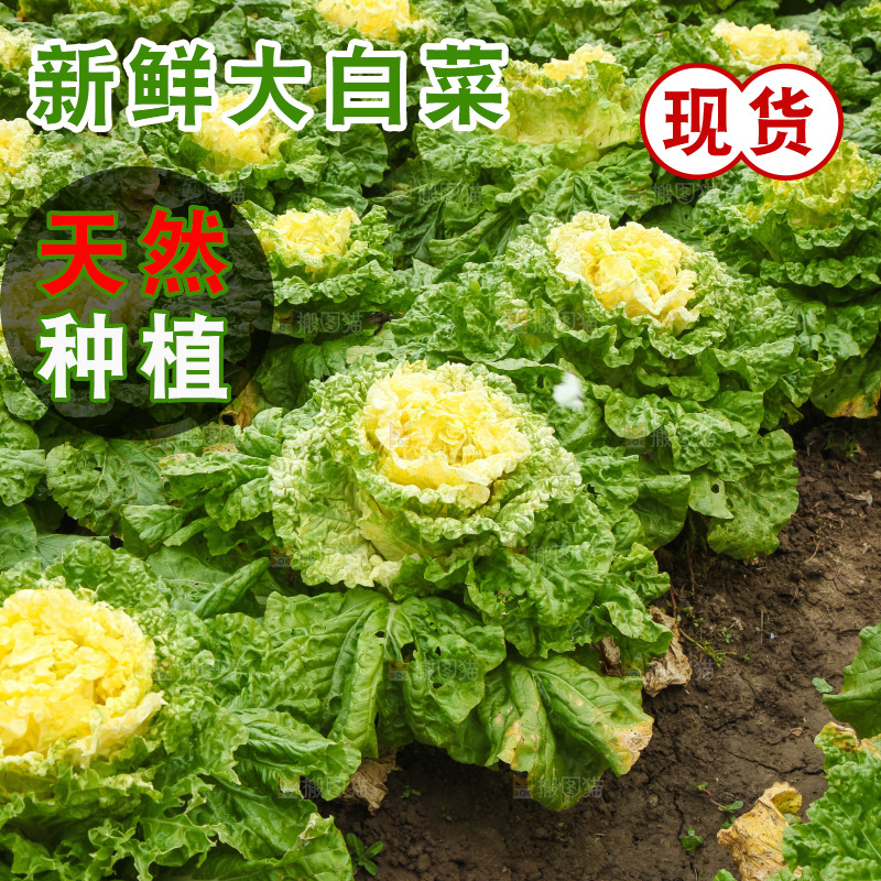 地里的大片白菜