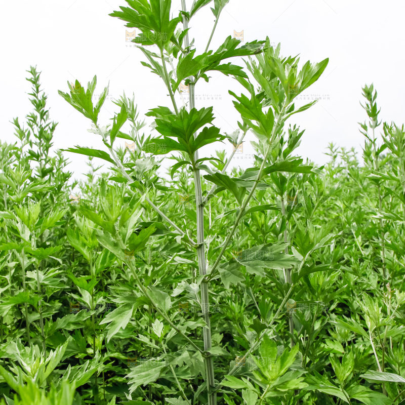 地里的新鲜艾草