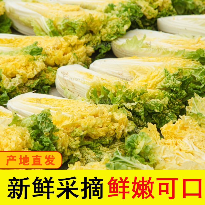 地上晾晒的大白菜