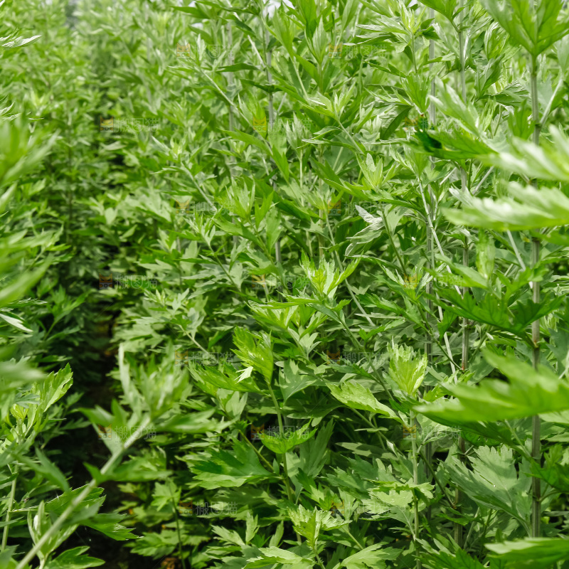 地里的新鲜艾草