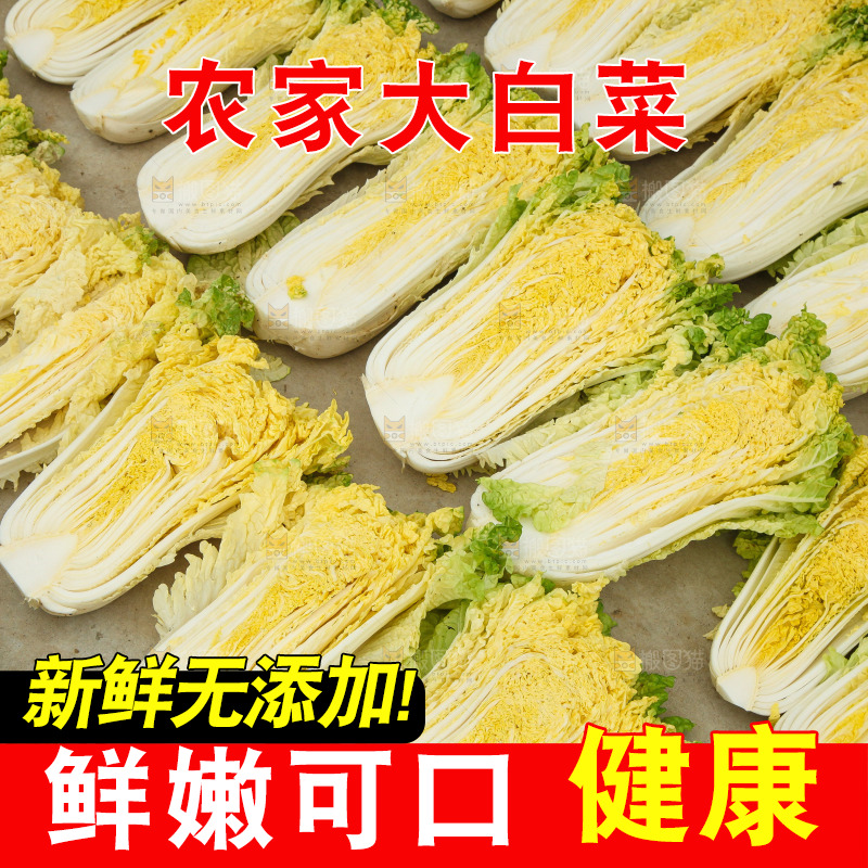 地上晾晒的大白菜