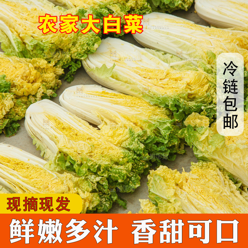 地上晾晒的大白菜