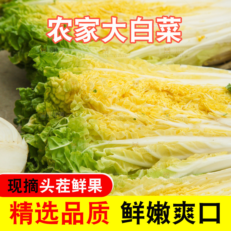 地上晾晒的大白菜