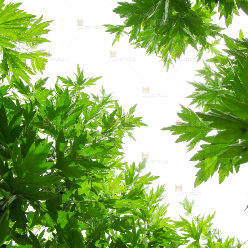 地里的新鲜艾草