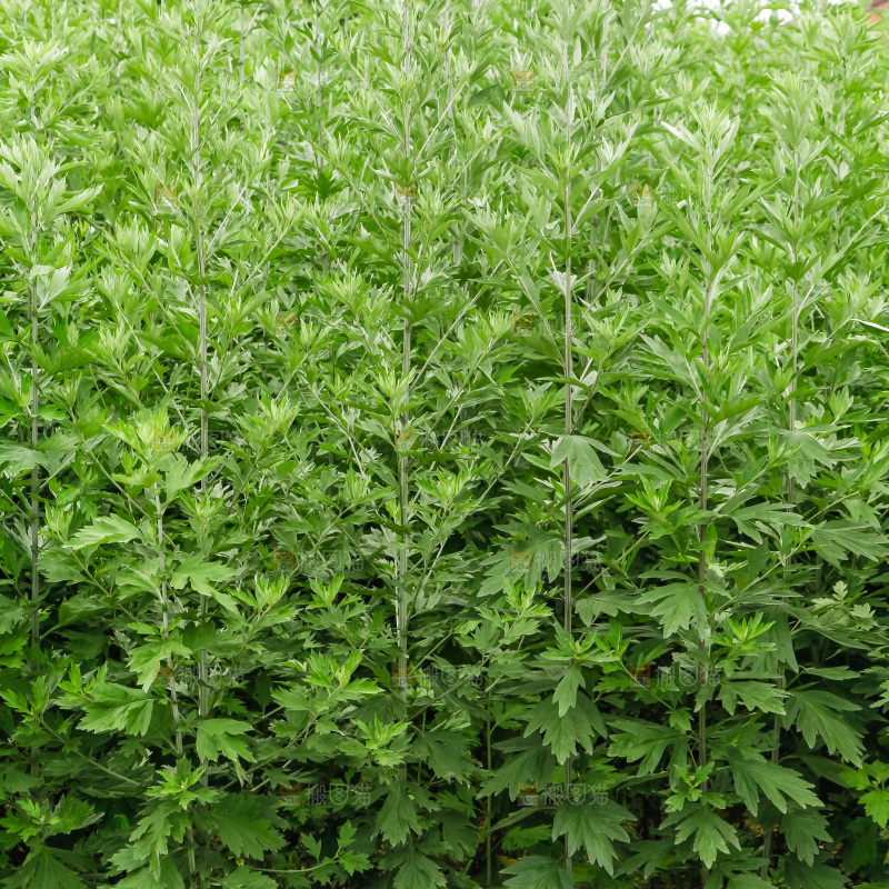 地里的新鲜艾草