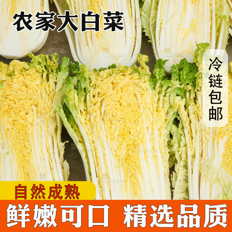 地上晾晒的大白菜