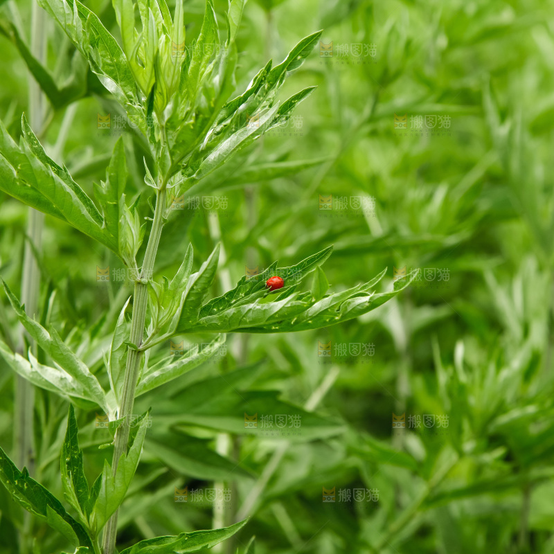 地里的新鲜艾草
