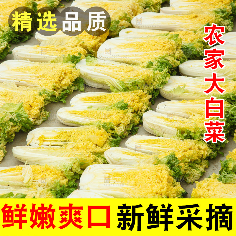 地上晾晒的大白菜