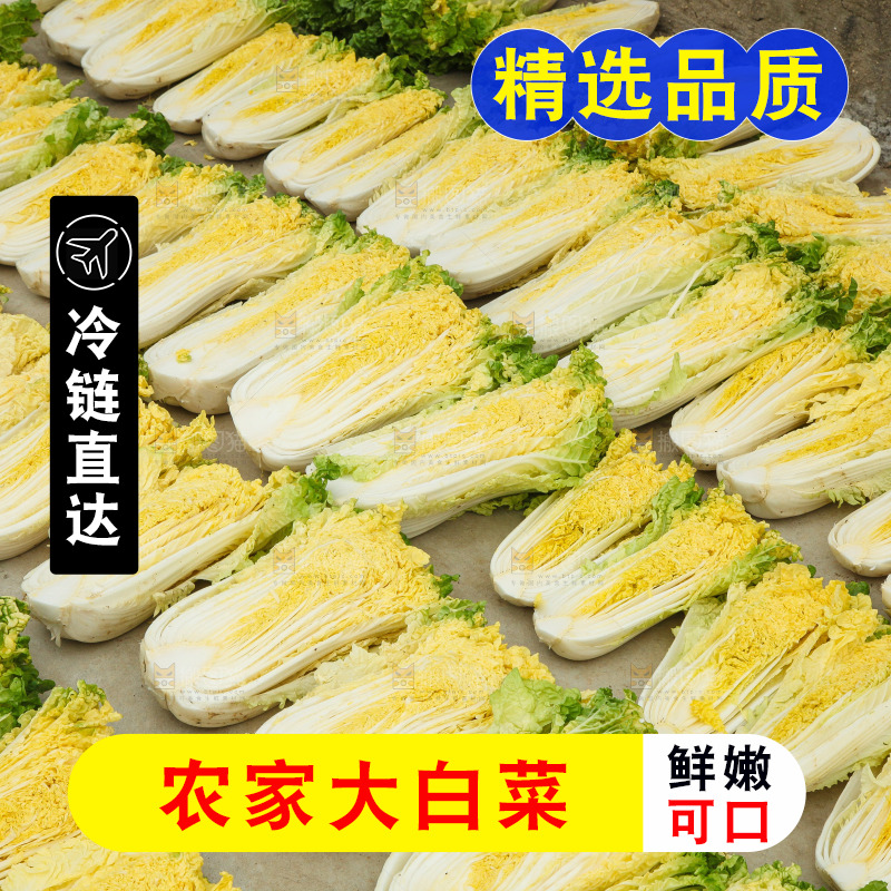 地上晾晒的大白菜