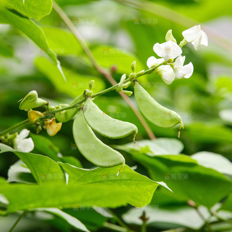 大片新鲜扁豆