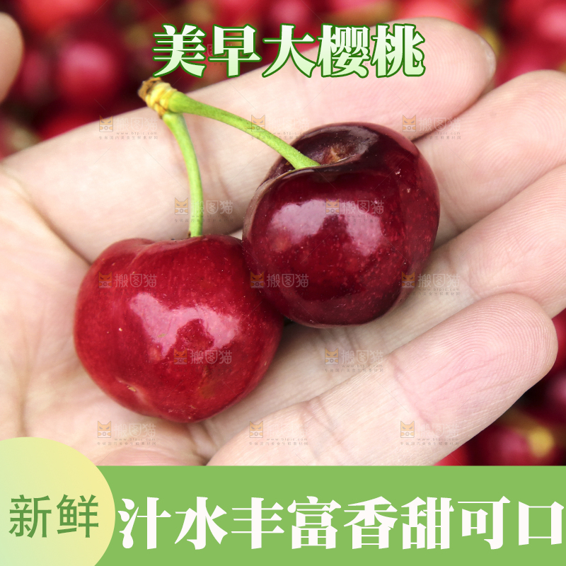 堆放着美早大樱桃