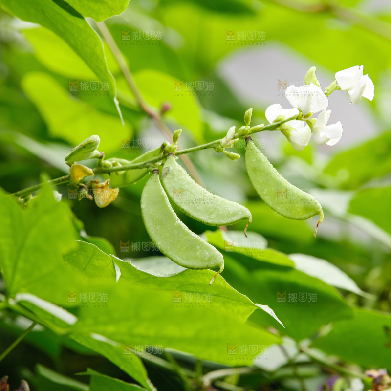 大片新鲜扁豆