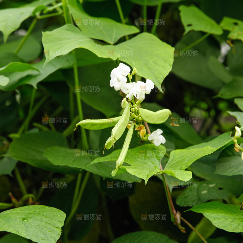 大片新鲜扁豆