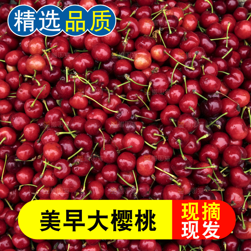 堆放着美早大樱桃