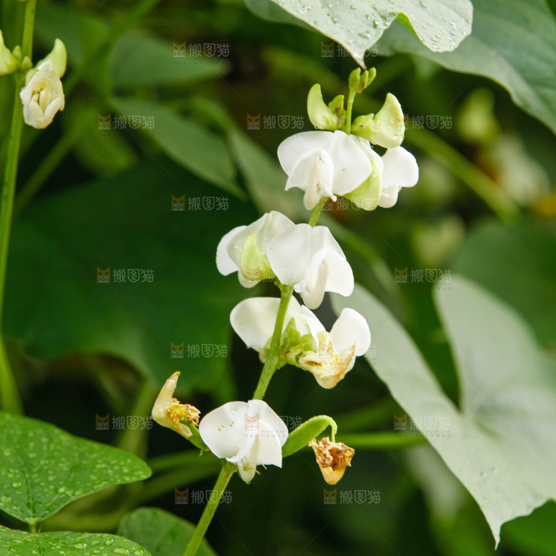 大片新鲜扁豆