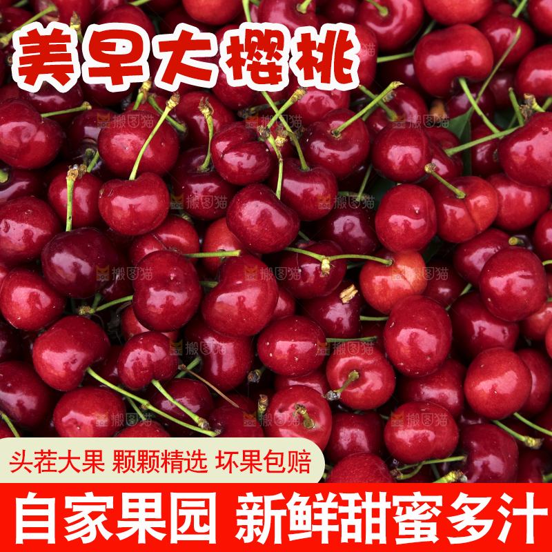 堆放着美早大樱桃