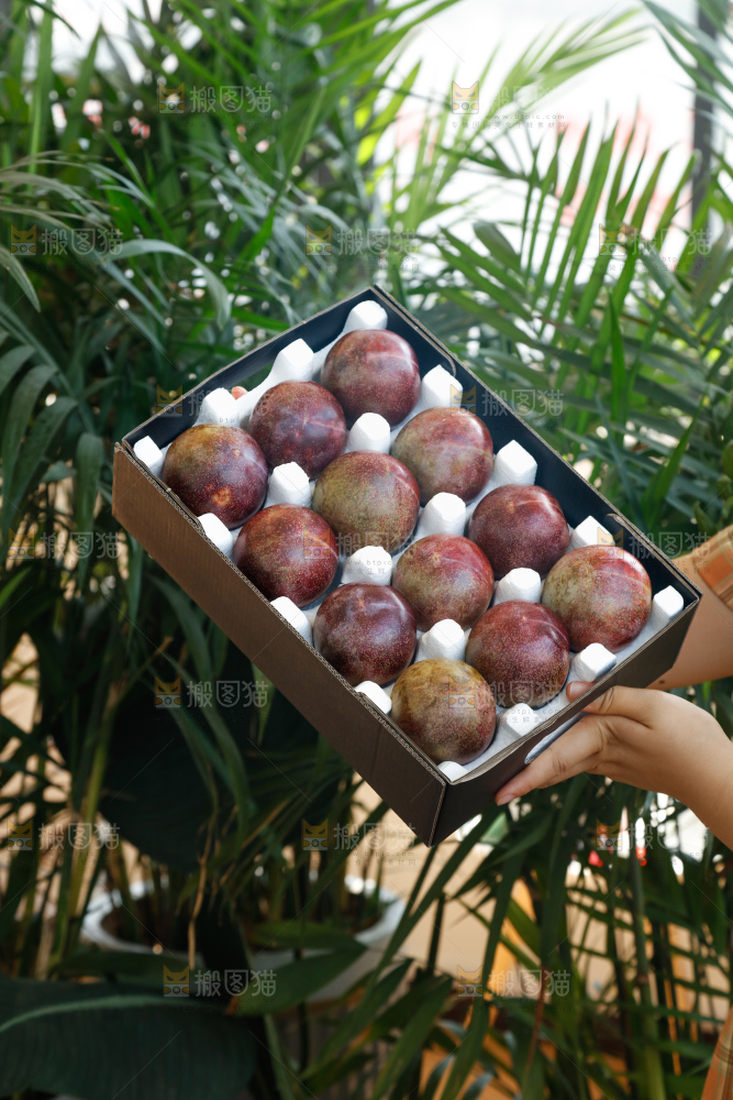 手里拿着恐龙蛋李