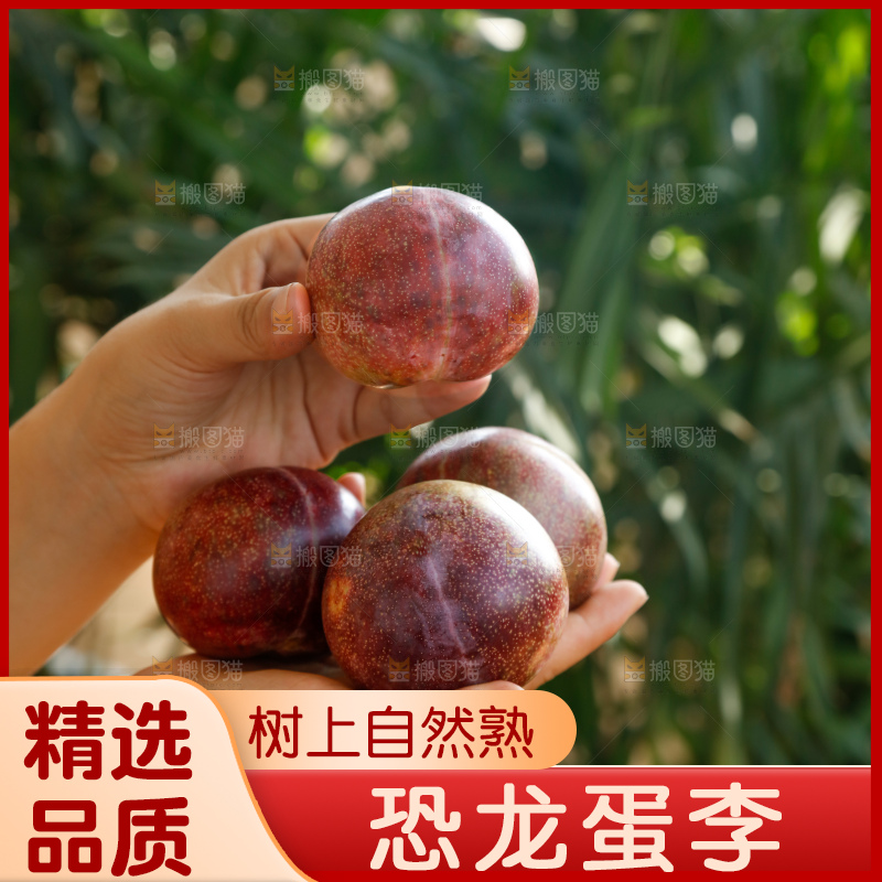 手里拿着恐龙蛋李