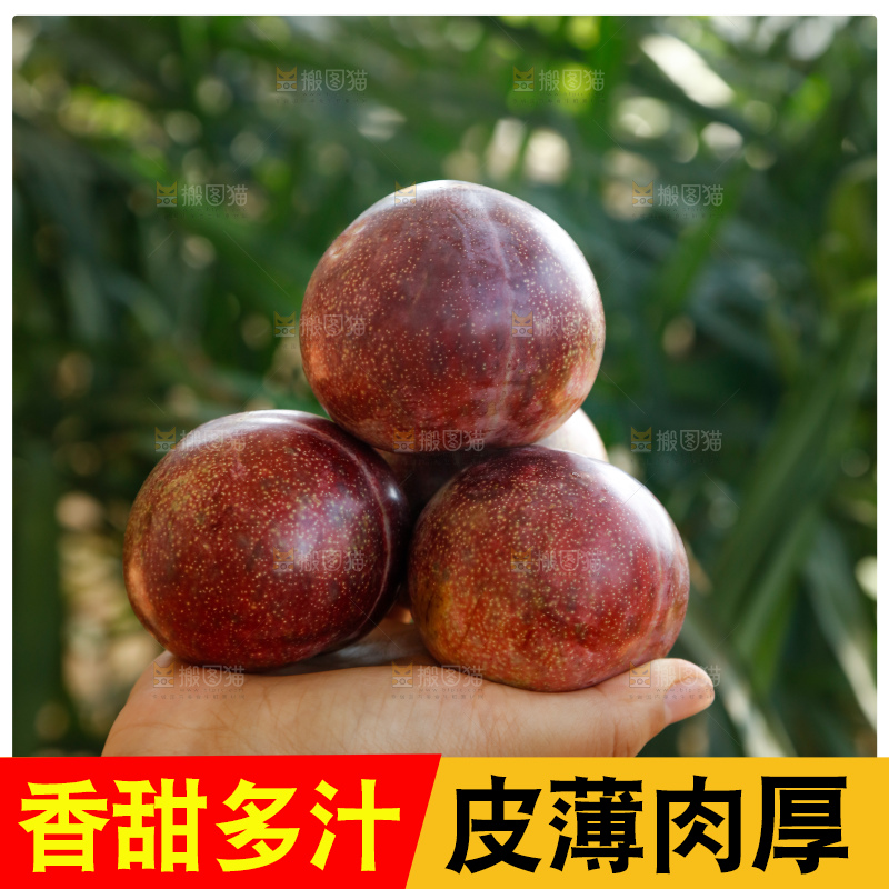 恐龙蛋李主图
