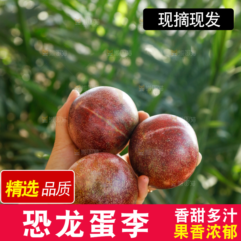 手里拿着恐龙蛋李
