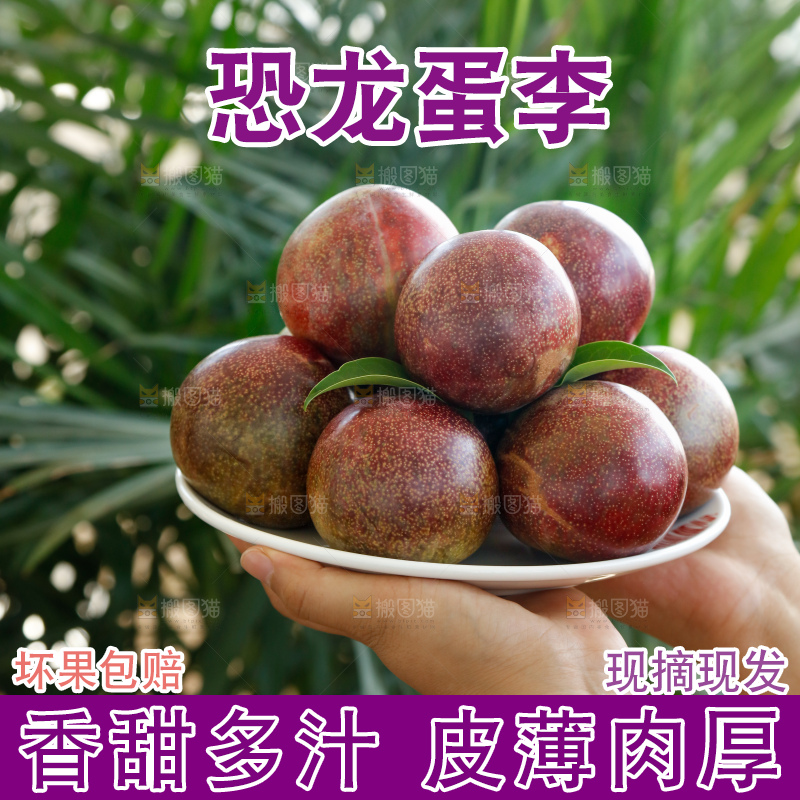 手里拿着恐龙蛋李