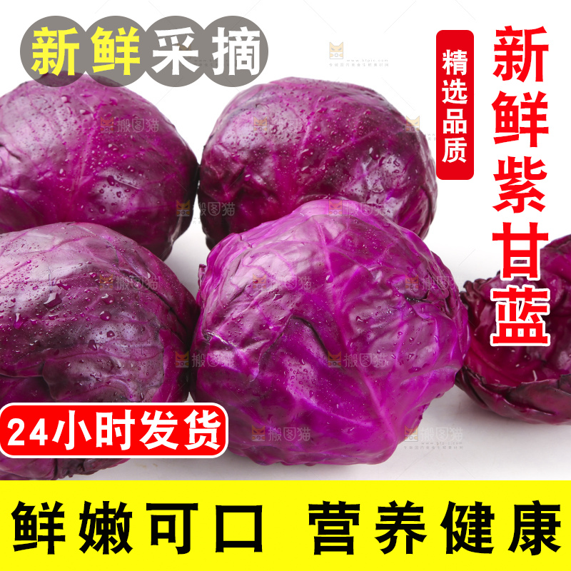 白底上的紫甘蓝