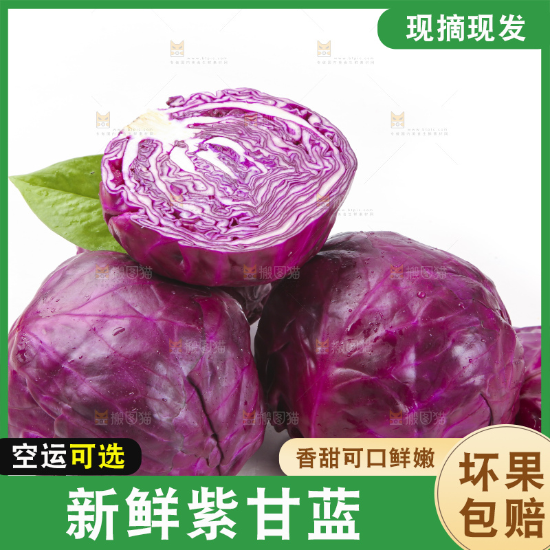 白底上的紫甘蓝