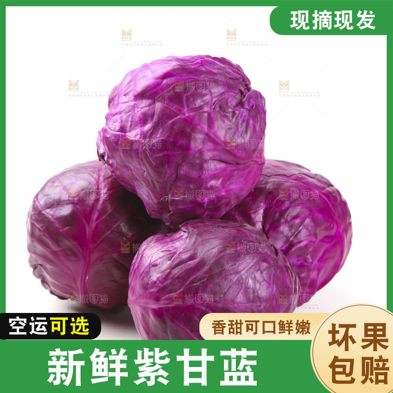 白底上的紫甘蓝