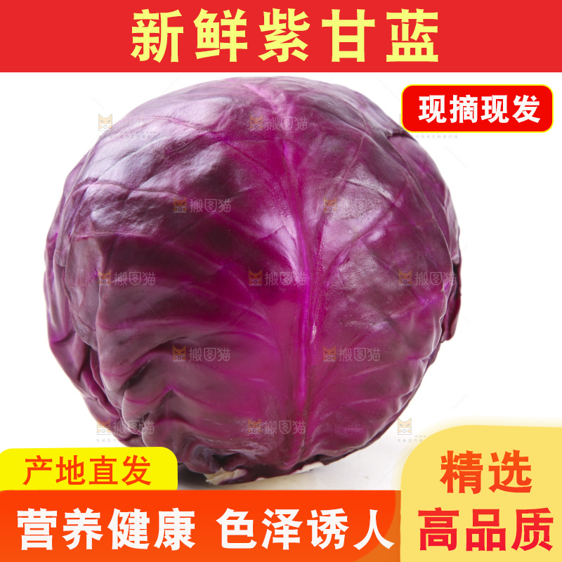 白底上的紫甘蓝