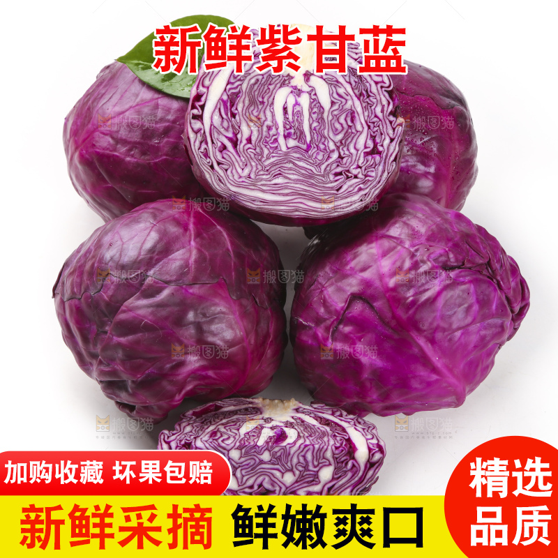 白底上的紫甘蓝
